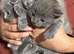 British short hair kittens