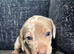 3 beautiful dachshund