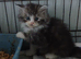 Persian maine coon kittens