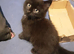Playful Kitten for sale. 25.00 Pounds.