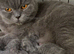 Stunning quality BSH kittens..bundles of joy