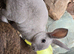 Mini rex