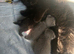 Ragdoll kittens