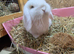 Mini lop male