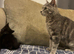 American shorthair x domestic kittens