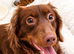 KC Long Hair Miniature Dachshund Puppies