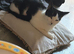 Dave and arlo