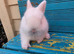 READY NOW... Baby Netherland Dwarf Buck