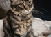 Only three are left. Maine Coon Kittens