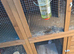 Male mini lop with male guinea pig