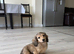 Miniature Longhaired Dachshund