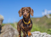 Female minature dachshund