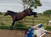Future eventing horse 4 year old mare