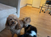 Cavapoo