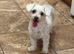 4 years old Maltese female