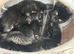 3 lovslt kittens