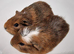 Baby Guinea pigs ipswich