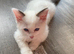 TICA Registered Ragdoll Kittens