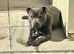 Staffordshire bull terrier