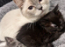Beautiful kittens