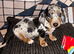 Miniature Dachshund Puppies – Ready For Their Forever Homes!