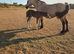 Mare & foal