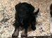 JR PUPPIES
