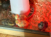 1 week old quails