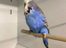 Budgies