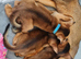 LAST TWO BOYS,champion line Abyssinian kittens
