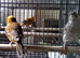 Lizard canaries 2 pairs