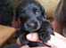Show Cocker Spaniels