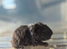 Lunkarya x Abyssinian guinea pigs