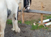 Lovely yearling filly blue and white to make 14 h