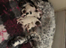 Lovely sprocket for a forever home