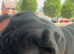 Beautiful Cane Corso