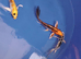 koi beautiful colours hand picked