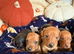 Kc reg mini dachshund pups for sale