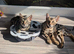 Purebred Bengal kittens TICA registered in Essex