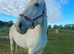 16.3 Irish draught mare