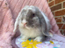 Mini lop boy