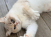 2 half Persian kittens, ready now