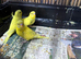 Beautiful young and adult budgies.