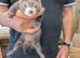 Ferrets for sale