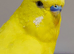 Yellow breeder male