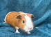 Gorgeous guinea pigs