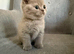 Female lilac kitten