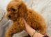 Adorable Cavapoo puppies