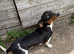 Miniature pie bald dachshund