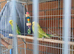 Budgies